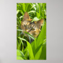 Search for torti posters Feline