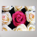 Search for rose box posters Roses