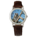 Search for koala watches Wildlife