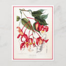 Search for orchid postcards Vintage
