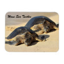 Search for sea turtle magnets Aloha