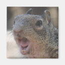 Search for squirrel photo magnets Humour