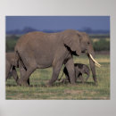 Search for african nations posters Mammal