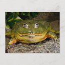 Search for vertebrates postcards Nature
