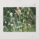 Search for wild grass postcards Photography
