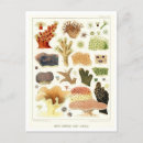 Search for coral reef life postcards Marine