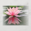 Search for flower petals postcards Reflection