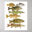 Search for pike fishing posters Bass