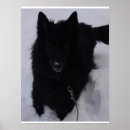 Search for tervuren posters Belgian shepherd