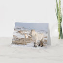 Search for equus cards Superstock