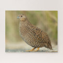 Search for quail Chicken