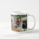 Search for endangered tigers mugs Nature