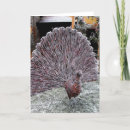 Search for peacock christmas cards Winter