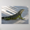 Search for shading posters Shade