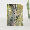 Search for bellis cards Nature