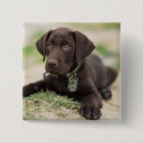 Search for chocolate lab badges Puppy