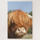 Search for highland scotland puzzles Hairy