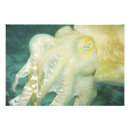 Search for translucent posters Animal