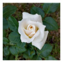 Search for white rose bud posters Garden