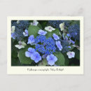 Search for hydrangea flowers postcards Blue
