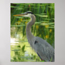 Search for great blue heron posters Nature