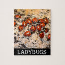Search for ladybug puzzles Insect
