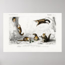 Search for gliders art Animals