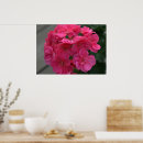 Search for geraniums posters Pretty
