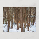 Search for winter deer postcards Animals