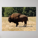Search for roaming posters Buffalo