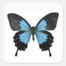 Search for black and blue butterfly stickers Butterflies