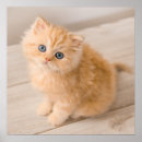 Search for british animal posters Purebred cat