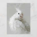 Search for colo postcards Cute