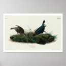 Search for audubon birds posters Birder