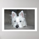 Search for westie art West highland terrier