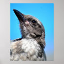 Search for young bird posters Nature