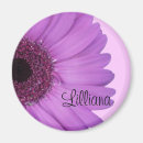 Search for gerbera daisy photography Pink