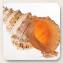 Search for sea shell coasters Fragility