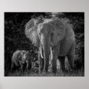 Search for mother baby elephant posters Elephants