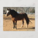 Search for mares postcards Equine