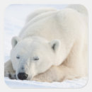 Search for carnivorous stickers Bear