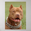 Search for staffordshire bull terrier posters Funny