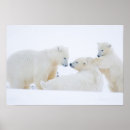 Search for coastal plain posters Polar bear