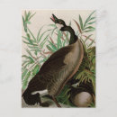 Search for audubon birds of america postcards Animal
