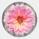 Search for zinnias stickers Botanical