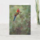 Search for rosellas cards Colourful