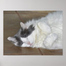 Search for maine coon cat posters Cute