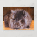 Search for chow chows postcards Animals