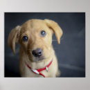Search for labrador painting posters Golden retriever