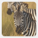 Search for tall grass stickers Africa